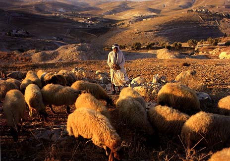 http://bibledaily.files.wordpress.com/2009/04/shepherd-sheep.jpg